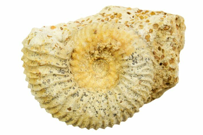 Jurassic Ammonite (Paragarantiana) Fossil - Évrecy, France #367685